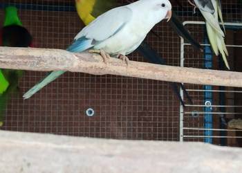 Mnicha nizinna snów white