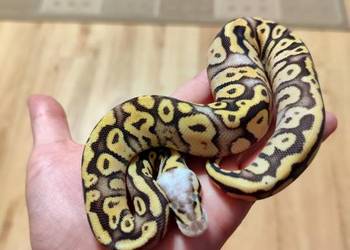 Pyton królewski samiec cb25