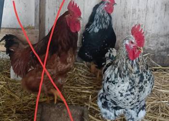 Sprzedam koguty 50zl.