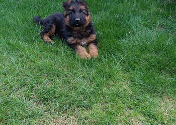 Sprzedam owczarka niemieckiego