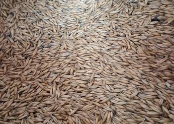 Owies czyszczony ekologiczny