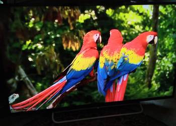 TV LED Smart 48 cali Full HD SONY Bravia" z DVB-T