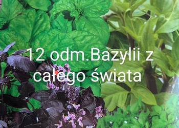 Sałaty świata!! Endywia Bazylia 12 odm.nasiona