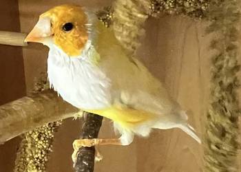 Amadyna wspaniała, samiec 2024r.