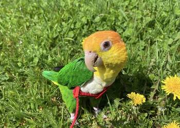 Barwinka Białobrzucha zielone nogi