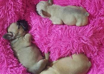 Buldog francuski szczeniaki okolice Warszawy