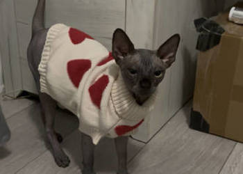 Kot sfinks chłopiec 9 miesięcy