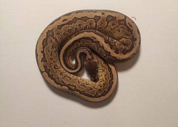Pyton królewski Samiec odmiana Cinnamon Pintstripe Yellow Belly