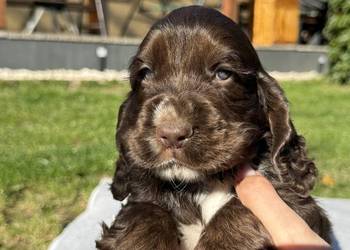 Cocker spaniel angielski