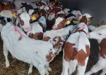 Ryki Cielęta mięsne