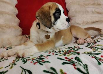 Bokser szczenięta po przebadanych rodzicach