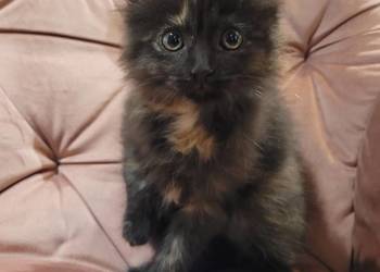Maine Coon