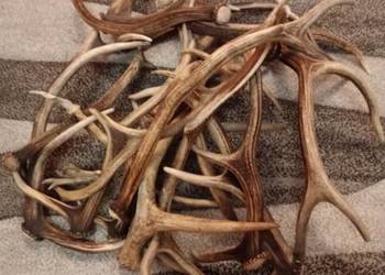 Sprzedam poroże różnego rodzaju