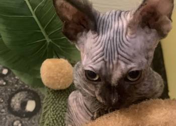 Sfinks Kanadyjski. Koteczka do odbioru. Rodowód