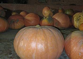 Dynia Halloween/ozdobne na zupę czy przetwory