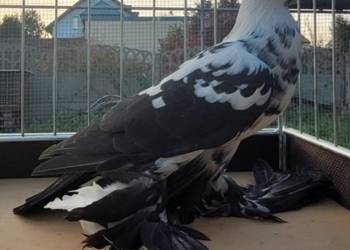 Widym polski gołąb