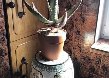 Aloes, aloe Marlothii - wyjątkowy okaz, jedyny taki w Polsce