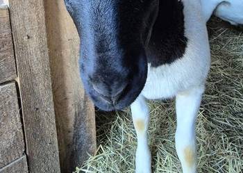 Baranek Dorper. Kastrat. Owce, Baran.