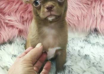 ***Gotowy Do Odbioru*** Piękny Chłopczyk Chihuahua***