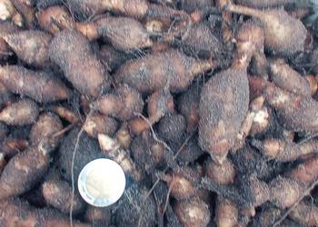 Topinambur słonecznik bulwiasty