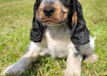 Blue roan tan fashion cocker spaniel