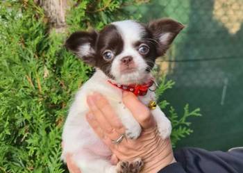 Chihuahua śliczna suczka długowłosa biało czekoladowa