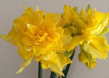 Żonkil Narcyz Biały sadzonki MIX