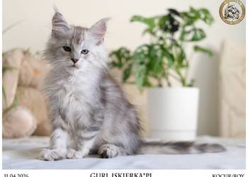 Guri uroczy jegomość kocurek maine coon