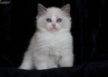 Ragdoll, przepiękny kocurek blue bicolor z rodowodem FPL