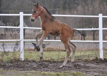 Ogierek małopolski, źrebak