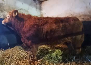 SPRZEDAM byki rasy Limousine