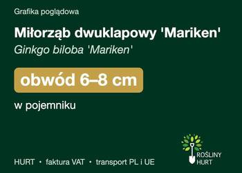 Miłorząb dwuklapowy 'Mariken' obwód 6-8 cm, w pojemniku – HURT
