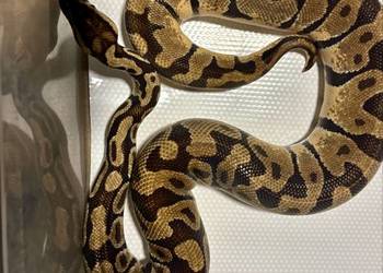 Pyton królewski (python regius) pastel enchi