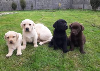 Pieski czarne, czekoladowe i biszkoptowe Labradory Retriever
