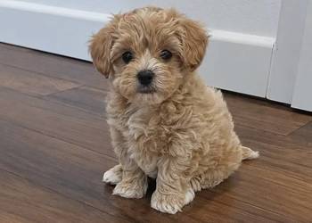 Śliczne Maltipoo F1