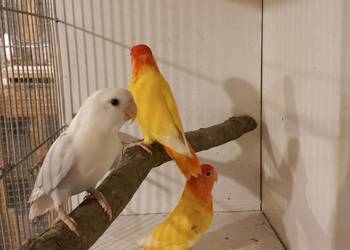 Nierozłączki czerwonoczelne z 2025r