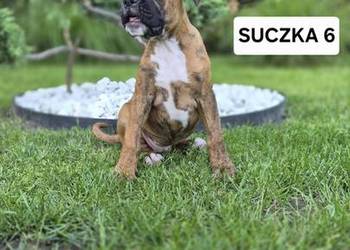 Bokser-Suczka