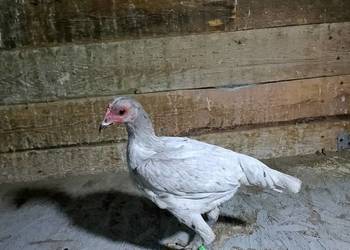 Witam sprzedam kury bojowiec nowoangielski miaturowy 3 koguty i 4 kurki