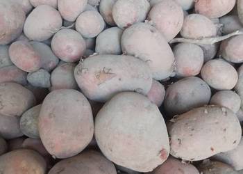 Ziemniaki paszowe i sadzeniaki.