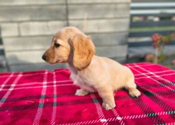 Jamnik długowłosy Dackel dachshund Biszkoptowe Kremowe
