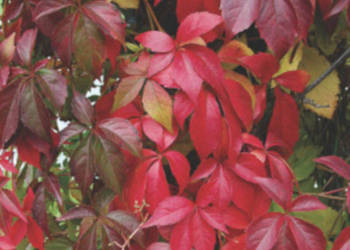 WINOBLUSZCZ Parthenocissus quinquefolia - NASIONA 400 sztuk - 10g.