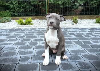 Americam Staffordshire Terrier Amstaff Blue ZKWP FCI