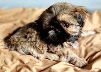 Yoko suczka Shih Tzu - złota z czarną maską, szuka swojego człowieka