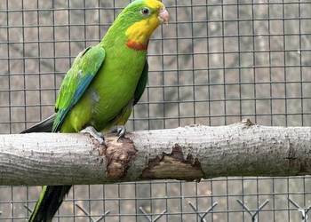 Samiec barabanda 2024 rok