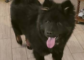 Eurasier - szczenie piesek !!!