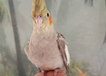 Papuga nimfa ręcznie karmiona oswojona