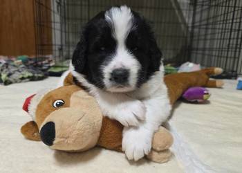 MASTIF PIRENEJSKI ZKWP FCI