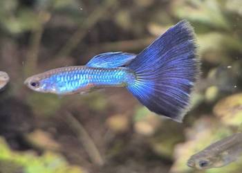 Sprzedam Gupiki Blue Singa - cena za parkę