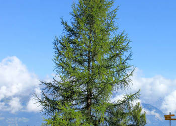 MODRZEW EUROPEJSKI Larix decidua NASIONA 2000 sztuk - 10g.