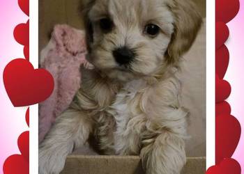 Maltipoo  suczki gotowe w lutym